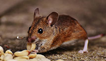 24 Hour & Emergency Exterminators in Westminster, CA